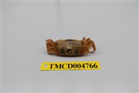 藏品(隆背大眼蟹)的圖片